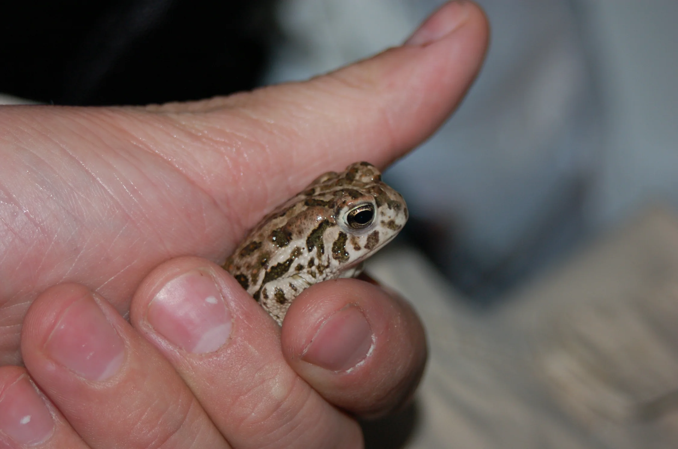 Toadally Cool - Meet the Great Plains Toad — Field Ecology